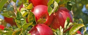 Restbestände an heimischen Äpfeln werden zurückgehalten