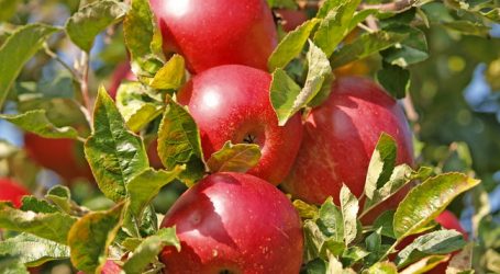 Restbestände an heimischen Äpfeln werden zurückgehalten