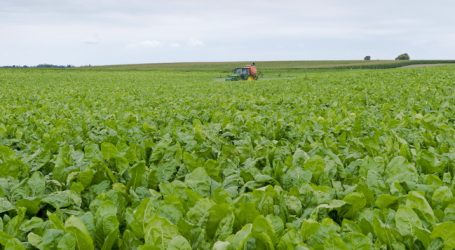 Wettlauf um Zuckerrüben beginnt