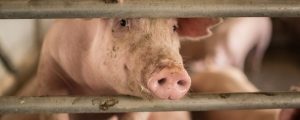 Gentechnik: Greenpeace sieht Schweinewirtschaft in der Pflicht