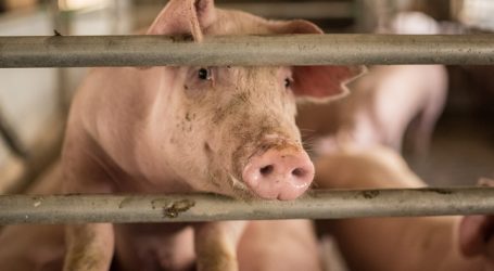 Gentechnik: Greenpeace sieht Schweinewirtschaft in der Pflicht