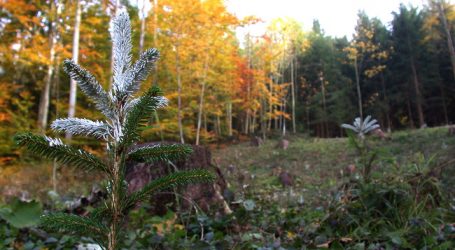 Beratungsangebot zu Wildschäden