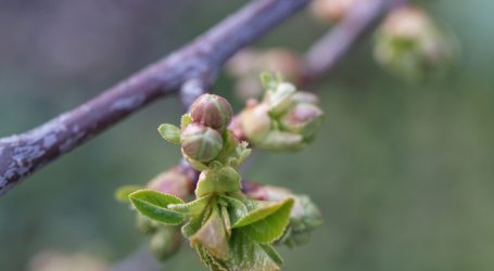 Vegetationsbeginn rekordverdächtig früh