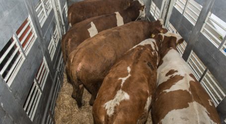 Rinderexport in die Türkei rückläufig