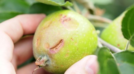 Steiermark: Strategien gegen Klimaschäden gesucht