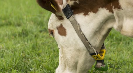 SalzburgMilch schreibt mehr Tierwohl für Premiumprodukte vor