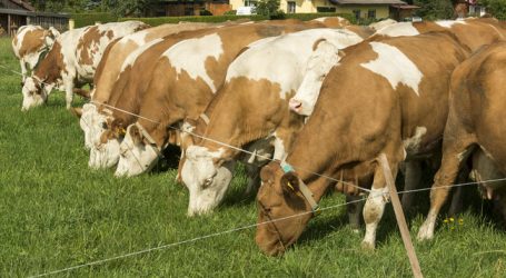 Todesfall durch Mutterkühe wirft Fragen auf
