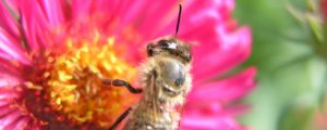 Oberösterreich richtet Bienenzentrum ein
