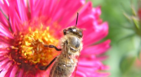 Oberösterreich richtet Bienenzentrum ein