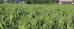 EU-Agrarausschuss gegen Greening-Pflanzenschutzverbot