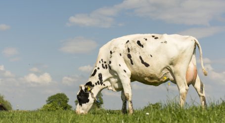 Neuseeland überrascht mit starkem Produktionsanstieg