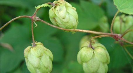 „Steirischer Hopfen“ nur mehr aus Slowenien