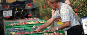 Heimische Äpfel sind Mangelware