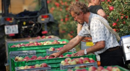 Heimische Äpfel sind Mangelware