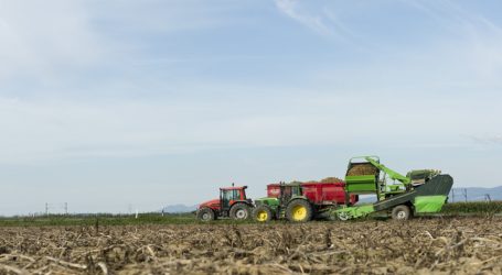 Heimische Frühkartoffel-Ernte beginnt