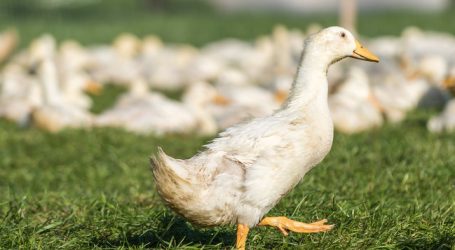 Geflügelpest-Maßnahmen endgültig aufgehoben