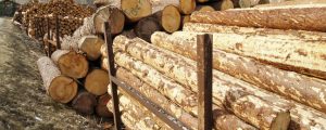 Sägewerke gut mit Nadelholz bevorratet