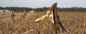 Pflanzenschutz auf Öko-Vorrangflächen weiter umstritten