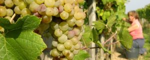 Salon-Weinprämierung feiert Jubiläum