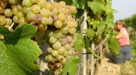 Salon-Weinprämierung feiert Jubiläum