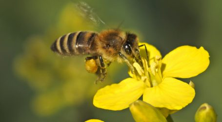 Imker müssen hohe Bienenverluste hinnehmen