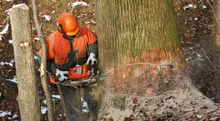 Zahl qualifizierter Forstarbeiter nimmt ab