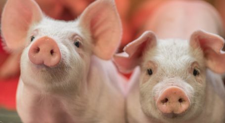 Schweinepreise erholen sich nachhaltig