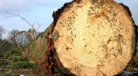 Vorarlberg startet Pflegeoffensive für Wälder