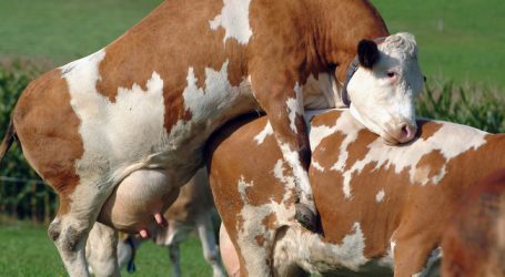 Milch-Anpassungshilfe wird Ende Juni ausbezahlt