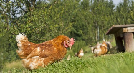Bio Austria sieht keinen Ausweg aus Verordnungs-Sackgasse