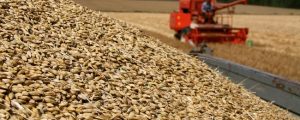 Bio Austria gibt Richtpreise für Futtergetreide heraus