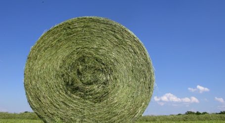 Bio Austria will Bio-Recht weiterentwickeln