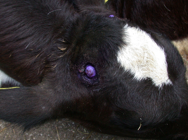 Enthornung, Kastration & Co. Tierhaltungsverordnung veröffentlicht