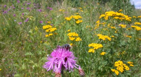 AMA gibt Nutzung von Biodiversitätsflächen frei