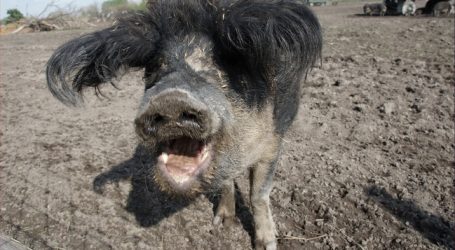 Afrikanische Schweinepest: Freilandhaltung eingeschränkt