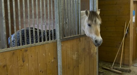 Pferdehalter drängen auf Lösung bei Gewerbeordnung