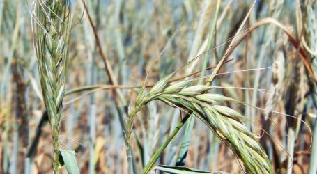 Heuer bereits 100 Mio. Euro Dürreschaden