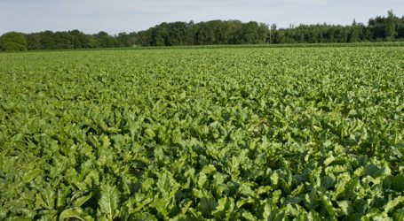 USA und Mexiko legen Zuckerstreit bei