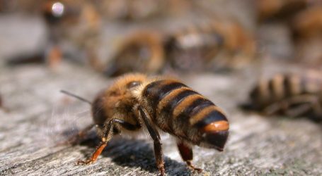 OÖ arbeitet an „ganzheitlichem Bienenschutz“