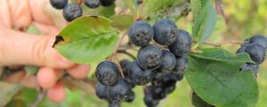 Aronia als Chance für Differenzierung