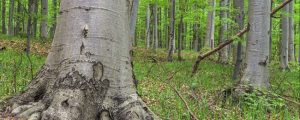 Heimische Buchenwälder werden UNESCO-Weltnaturerbe
