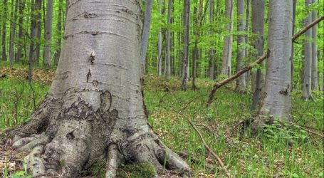 Heimische Buchenwälder werden UNESCO-Weltnaturerbe