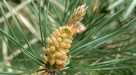 Jungföhren bilden bei Dürre kürzere Nadeln