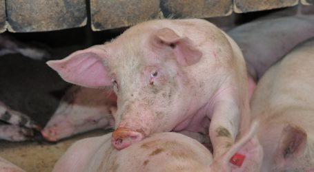 Teurere Schweine nehmen Europa Wettbewerbskraft