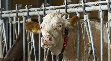 Butterpreise gehen durch die Decke