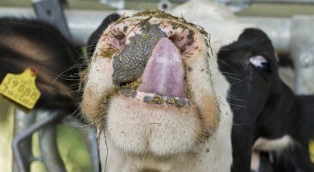 Bauernverband: Butterpreise kommen nicht bei Bauern an
