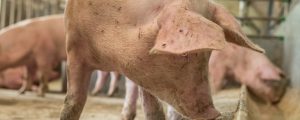 Knappes Angebot am europäischen Schweinemarkt