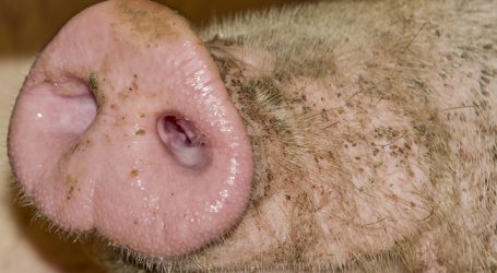 Schweinenotierungen wieder unter Druck