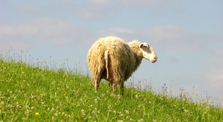 NÖ sucht Strategien für Zusammenleben mit dem Wolf