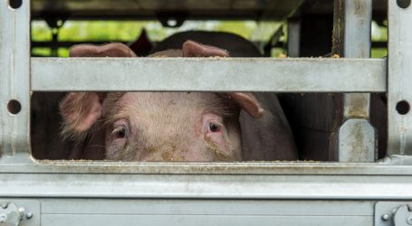 Kammer: Missstände in Schweinemast lückenlos aufklären